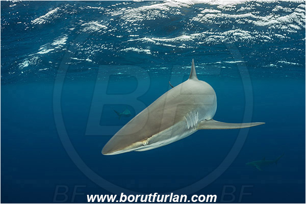 Jardines de la Reina, Cuba, Caribbean sea, Atlantic ocean, Carcharhinus falciformis, Carcharhinus, Carcharhinidae, Elasmobranchii, Silky shark, Shark, Fish