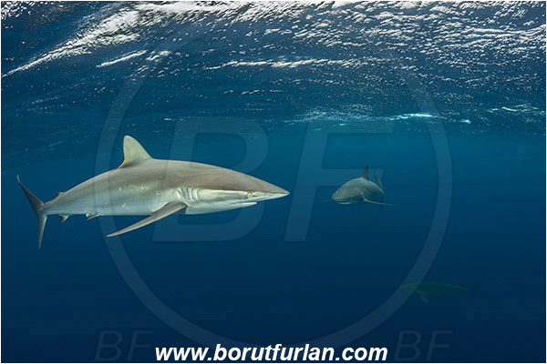 Jardines de la Reina, Cuba, Caribbean sea, Atlantic ocean, Carcharhinus falciformis, Carcharhinus, Carcharhinidae, Elasmobranchii, Silky shark, Shark, Fish