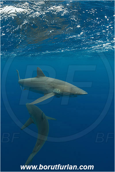 Jardines de la Reina, Cuba, Caribbean sea, Atlantic ocean, Carcharhinus falciformis, Carcharhinus, Carcharhinidae, Elasmobranchii, Silky shark, Shark, Fish