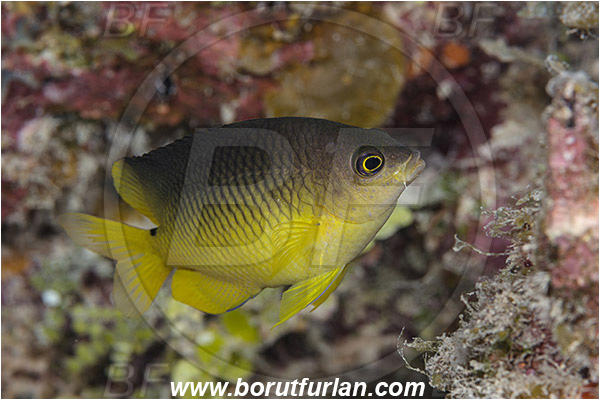 Jardines de la Reina, Cuba, Caribbean sea, Atlantic ocean, stegastes variabilis, Stegastes, Pomacentridae, Cocoa damselfish, Damselfish, Fish