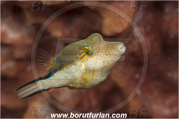 Jardines de la Reina, Cuba, Caribbean sea, Atlantic ocean, Canthigaster rostrata, Canthigaster, Tetraodontidae, Sharpnose Puffer, Puffer fish, Fish