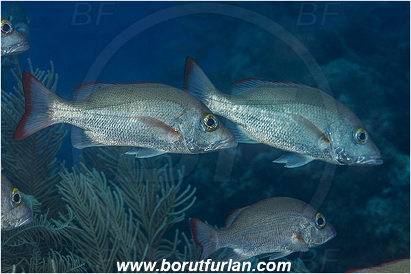 Jardines de la Reina, Cuba, Caribbean sea, Atlantic ocean, Lutjanus mahogoni, Lutjanus, Lutjanidae, Mahogony snapper, Snapper, Fish