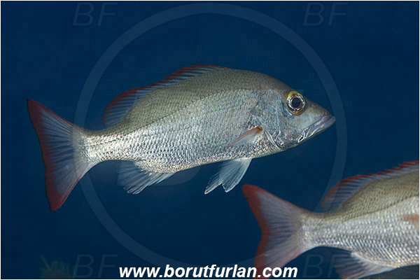 Jardines de la Reina, Cuba, Caribbean sea, Atlantic ocean, Lutjanus mahogoni, Lutjanus, Lutjanidae, Mahogony snapper, Snapper, Fish