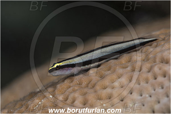 Jardines de la Reina, Cuba, Caribbean sea, Atlantic ocean, Elacatinus evelynae, Elacatinus, Gobiidae, Sharknose Goby, Goby, Fish