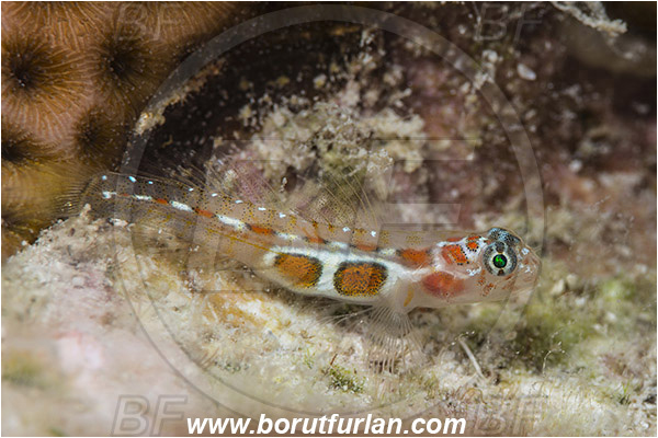 Jardines de la Reina, Cuba, Caribbean sea, Atlantic ocean, Elacatinus dilepis, Elacatinus, Gobiidae, Orangesided goby, Goby, Fish