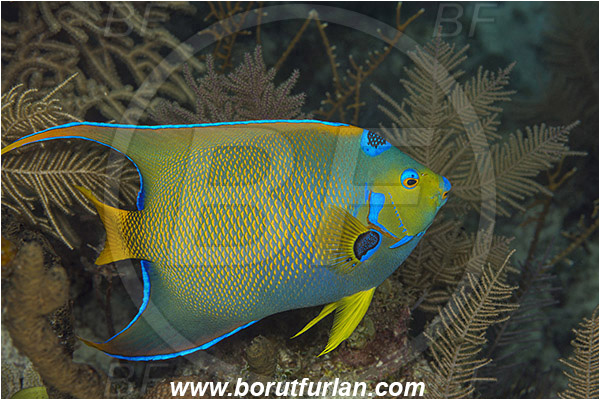 Jardines de la Reina, Cuba, Caribbean sea, Atlantic ocean, Holacanthus ciliaris, Holacanthus, Pomacanthidae, Queen angelfish, Angelfish, Fish