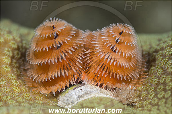 Jardines de la Reina, Cuba, Caribbean sea, Atlantic ocean, Spirobranchus giganteus, Spirobranchus, Serpulidae, Polychaeta, Annelid, Christmas-Tree Worm, Worm