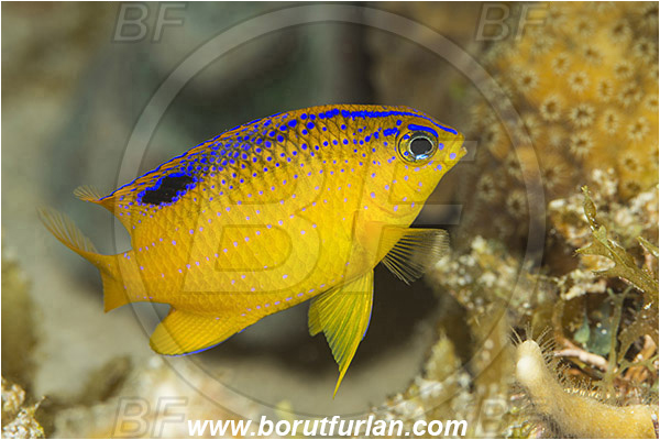 Jardines de la Reina, Cuba, Caribbean sea, Atlantic ocean, Stegastes diencaeus, Stegastes, Pomacentridae, Longfin Damselfish, Damselfish, Fish, Juvenile