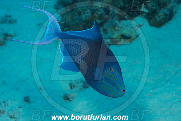 Marsa Shagra, Marsa Alam, Egypt, Red sea, Odonus niger, Odonus, Balistidae, Red-toothed Triggerfish, Triggerfish, Fish