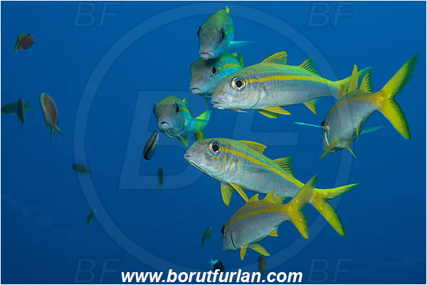 Marsa Shagra, Marsa Alam, Egypt, Red sea, Mulloidichthys vanicolensis, Mulloidichthys, Mullidae, Yellowfin Goatfish, Goatfish, Fish, Fish school