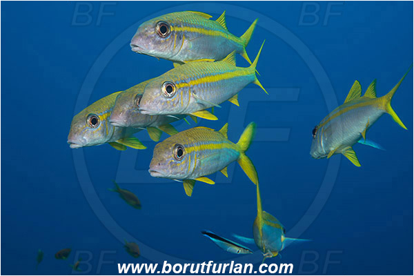 Marsa Shagra, Marsa Alam, Egypt, Red sea, Mulloidichthys vanicolensis, Mulloidichthys, Mullidae, Yellowfin Goatfish, Goatfish, Fish, Fish school