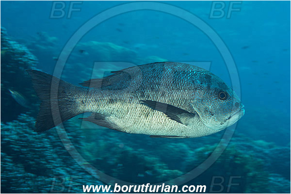 Marsa Shagra, Marsa Alam, Egypt, Red sea, Macolor niger, Lutjanidae, Black-and-white Snapper, Snapper, Fish