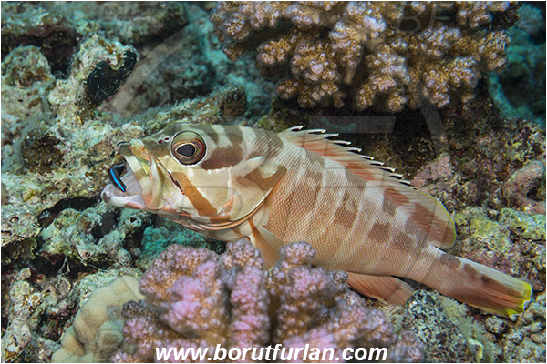 Marsa Shagra, Marsa Alam, Egypt, Red sea, Epinephelus fasciatus, Epinephelus, Serranidae, Blacktip grouper, Grouper, Fish, Labroides dimidiatus, Labroides, Labridae, Cleaner Wrasse, Wrasse, Cleaning