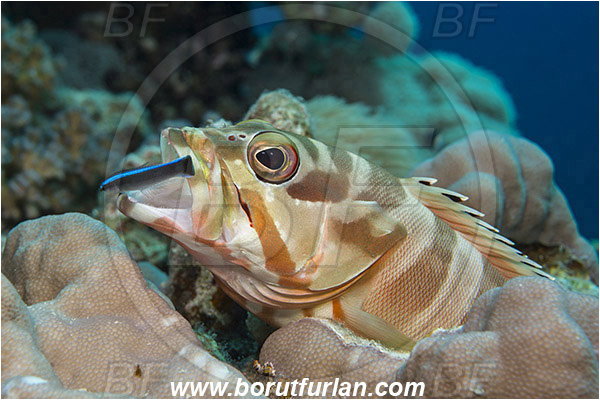 Marsa Shagra, Marsa Alam, Egypt, Red sea, Epinephelus fasciatus, Epinephelus, Serranidae, Blacktip grouper, Grouper, Fish, Portrait, Labroides dimidiatus, Labroides, Labridae, Cleaner Wrasse, Wrasse, Cleaning