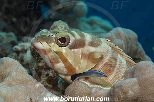 Marsa Shagra, Marsa Alam, Egypt, Red sea, Epinephelus fasciatus, Epinephelus, Serranidae, Blacktip grouper, Grouper, Fish, Portrait, Labroides dimidiatus, Labroides, Labridae, Cleaner Wrasse, Wrasse, Cleaning