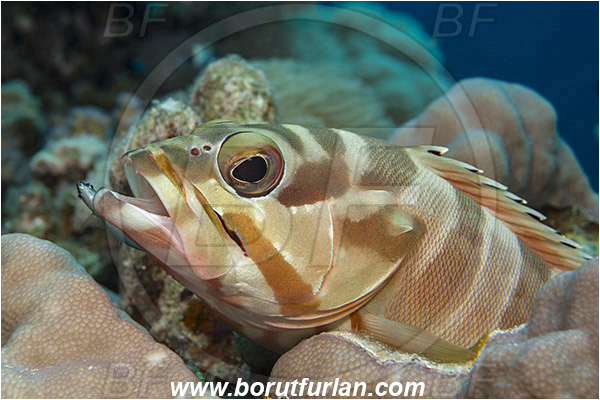 Marsa Shagra, Marsa Alam, Egypt, Red sea, Epinephelus fasciatus, Epinephelus, Serranidae, Blacktip grouper, Grouper, Fish, Portrait, Cleaning
