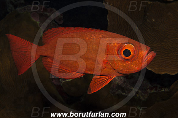 Marsa Shagra, Marsa Alam, Egypt, Red sea, Priacanthus hamrur, Priacanthus, Lunartail Bigeye, Bigeye, Priacanthidae, Fish
