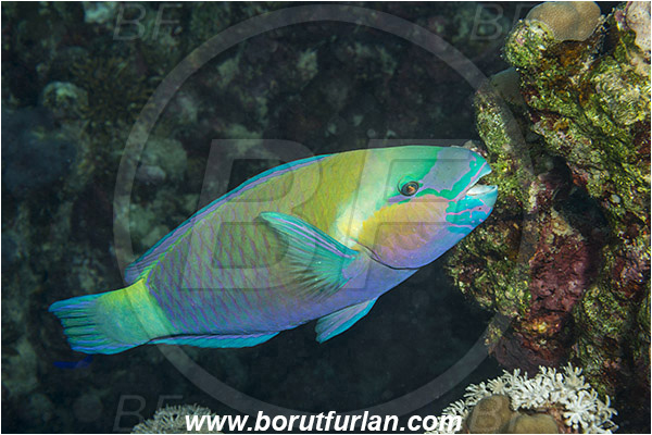 Marsa Shagra, Marsa Alam, Egypt, Red sea, Chlorurus sordidus, Chlorurus, Scaridae, Daisy parrotfish, Parrotfish, Fish