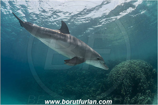 Marsa Shagra, Marsa Alam, Egypt, Tursiops aduncus, Tursiops, Delphinidae, Mammalia, Mammalian, Indo-Pacific bottlenose dolphin, Dolphin, Reef