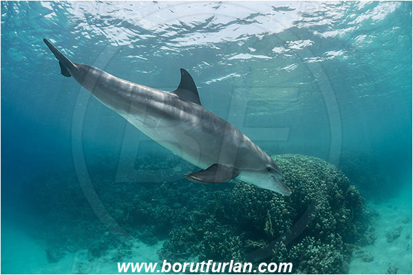 Marsa Shagra, Marsa Alam, Egypt, Tursiops aduncus, Tursiops, Delphinidae, Mammalia, Mammalian, Indo-Pacific bottlenose dolphin, Dolphin, Reef