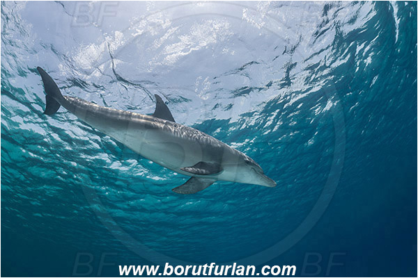 Marsa Shagra, Marsa Alam, Egypt, Tursiops aduncus, Tursiops, Delphinidae, Mammalia, Mammalian, Indo-Pacific bottlenose dolphin, Dolphin, Surface