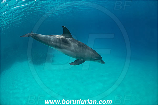 Marsa Shagra, Marsa Alam, Egypt, Tursiops aduncus, Tursiops, Delphinidae, Mammalia, Mammalian, Indo-Pacific bottlenose dolphin, Dolphin, Sand, Reef