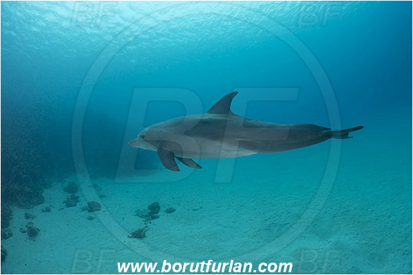 Marsa Shagra, Marsa Alam, Egypt, Tursiops aduncus, Tursiops, Delphinidae, Mammalia, Mammalian, Indo-Pacific bottlenose dolphin, Dolphin, Sand, Reef