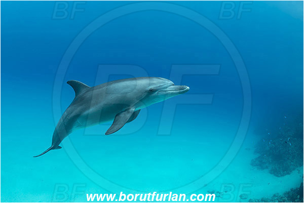 Marsa Shagra, Marsa Alam, Egypt, Tursiops aduncus, Tursiops, Delphinidae, Mammalia, Mammalian, Indo-Pacific bottlenose dolphin, Dolphin, Sand, Reef