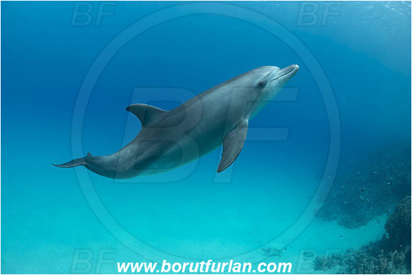 Marsa Shagra, Marsa Alam, Egypt, Tursiops aduncus, Tursiops, Delphinidae, Mammalia, Mammalian, Indo-Pacific bottlenose dolphin, Dolphin, Sand, Reef