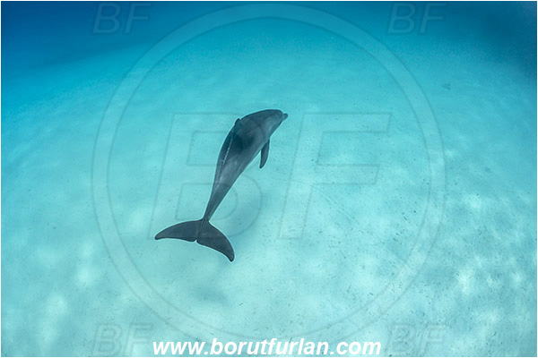 Marsa Shagra, Marsa Alam, Egypt, Tursiops aduncus, Tursiops, Delphinidae, Mammalia, Mammalian, Indo-Pacific bottlenose dolphin, Dolphin, Sand