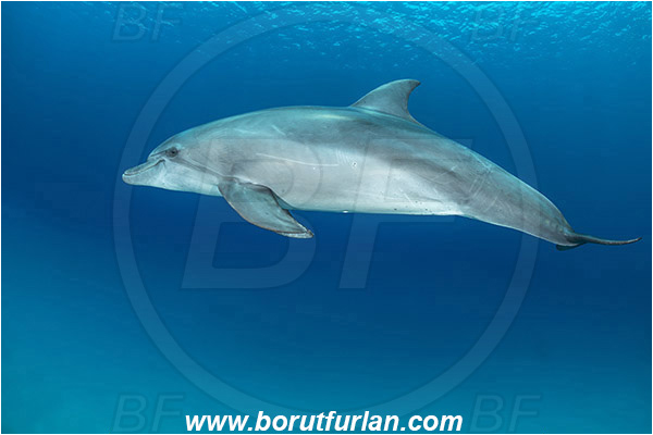 Marsa Shagra, Marsa Alam, Egypt, Tursiops aduncus, Tursiops, Delphinidae, Mammalia, Mammalian, Indo-Pacific bottlenose dolphin, Dolphin