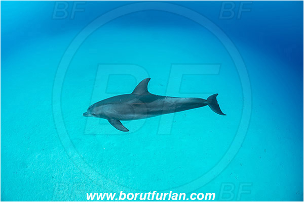 Marsa Shagra, Marsa Alam, Egypt, Tursiops aduncus, Tursiops, Delphinidae, Mammalia, Mammalian, Indo-Pacific bottlenose dolphin, Dolphin, Sand