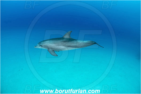 Marsa Shagra, Marsa Alam, Egypt, Tursiops aduncus, Tursiops, Delphinidae, Mammalia, Mammalian, Indo-Pacific bottlenose dolphin, Dolphin, Sand