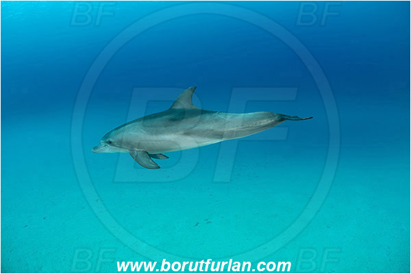 Marsa Shagra, Marsa Alam, Egypt, Tursiops aduncus, Tursiops, Delphinidae, Mammalia, Mammalian, Indo-Pacific bottlenose dolphin, Dolphin, Sand