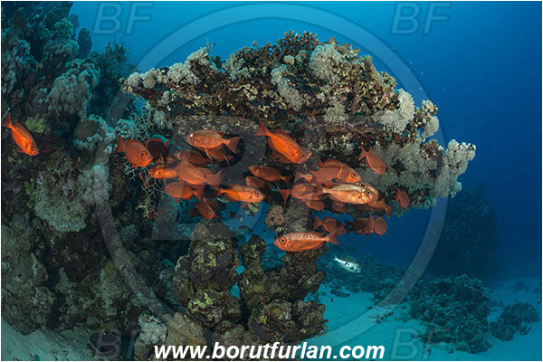 Marsa Shagra, Marsa Alam, Egypt, Red sea, Priacanthus hamrur, Priacanthus, Lunartail Bigeye, Bigeye, Priacanthidae, Fish, Fish school, Reef, Dead coral