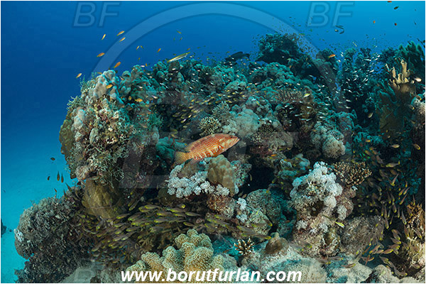 Marsa Shagra, Marsa Alam, Egypt, Red sea, Cephalopholis miniata, Cephalopholis, Serranidae, Coral grouper, Grouper, Fish, Reef