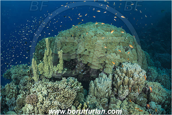 Marsa Shagra, Marsa Alam, Egypt, Red sea, Porites lutea, Porites, Poritidae, Hard coral, Mountain coral, Coral, Anthozoa, Cnidaria, Cnidarian, Reef, Fish school