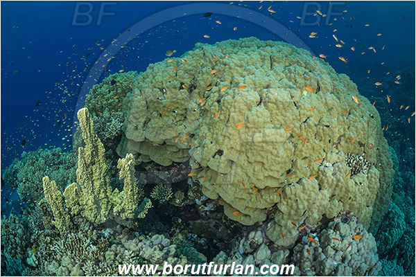 Marsa Shagra, Marsa Alam, Egypt, Red sea, Porites lutea, Porites, Poritidae, Hard coral, Mountain coral, Coral, Anthozoa, Cnidaria, Cnidarian, Reef, Fish school
