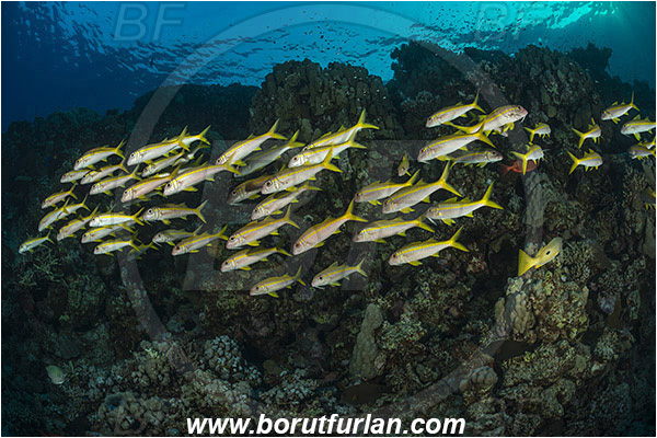 Marsa Shagra, Marsa Alam, Egypt, Red sea, Mulloidichthys vanicolensis, Mulloidichthys, Mullidae, Yellowfin Goatfish, Goatfish, Fish, Fish school, Reef