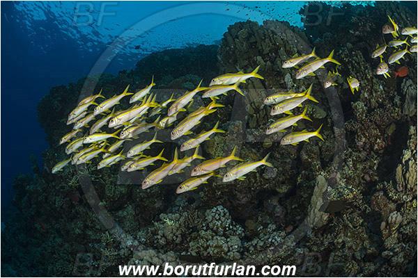 Marsa Shagra, Marsa Alam, Egypt, Red sea, Mulloidichthys vanicolensis, Mulloidichthys, Mullidae, Yellowfin Goatfish, Goatfish, Fish, Fish school, Reef