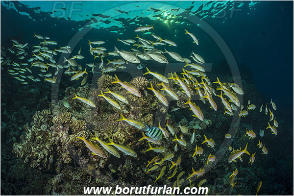 Marsa Shagra, Marsa Alam, Egypt, Red sea, Mulloidichthys vanicolensis, Mulloidichthys, Mullidae, Yellowfin Goatfish, Goatfish, Fish, Fish school, Reef