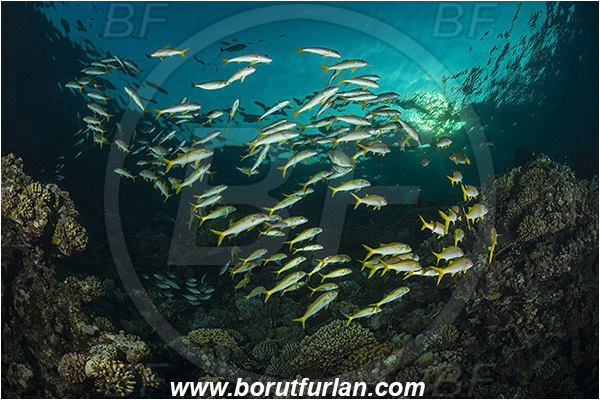 Marsa Shagra, Marsa Alam, Egypt, Red sea, Mulloidichthys vanicolensis, Mulloidichthys, Mullidae, Yellowfin Goatfish, Goatfish, Fish, Fish school, Reef