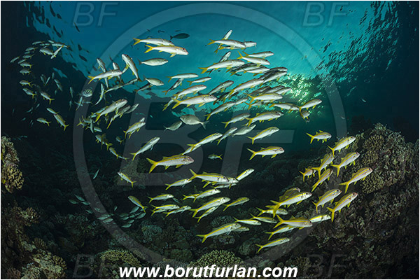 Marsa Shagra, Marsa Alam, Egypt, Red sea, Mulloidichthys vanicolensis, Mulloidichthys, Mullidae, Yellowfin Goatfish, Goatfish, Fish, Fish school, Reef