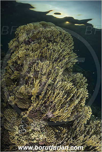 Marsa Shagra, Marsa Alam, Egypt, Red sea, Millepora dichotoma, Millepora, Milleporidae, Hydrozoa, Cnidaria, Cnidarian, Net fire coral, Fire coral, Reef