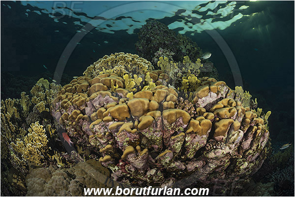 Marsa Shagra, Marsa Alam, Egypt, Red sea, Porites nodifera, Porites, Poritidae, Anthozoa, Cnidaria, Cnidarian, Dome Coral, Coral, Reef