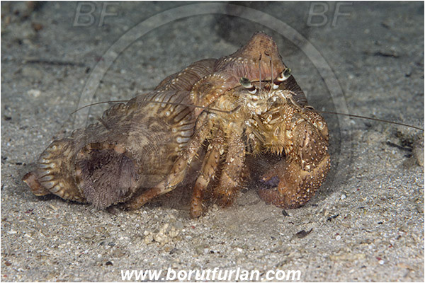 Marsa Shagra, Marsa Alam, Egypt, Red sea, Dardanus pedunculatus, Dardanus, Diogenidae, Anemone Hermit Crab, Hermit Crab, Decapoda, Crustacea, Crustacean