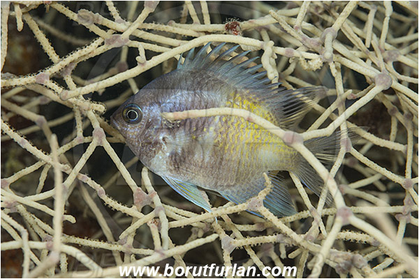 Marsa Shagra, Marsa Alam, Egypt, Red sea, Amblyglyphidodon flavilatus, Amblyglyphidodon, Pomacentridae, Yellowfin damselfish, Damselfish, Fish