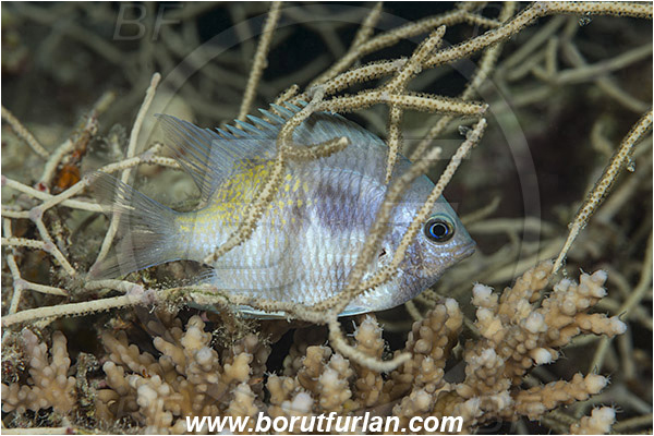 Marsa Shagra, Marsa Alam, Egypt, Red sea, Amblyglyphidodon flavilatus, Amblyglyphidodon, Pomacentridae, Yellowfin damselfish, Damselfish, Fish