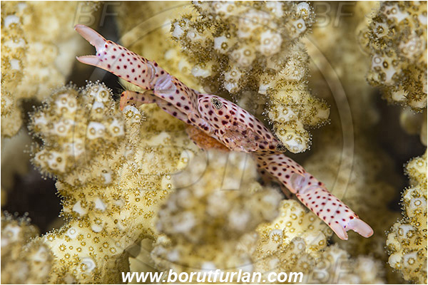 Marsa Shagra, Marsa Alam, Egypt, Red sea, Trapezia tigrina, Trapezia, Trapeziidae, Decapoda, Crustacea, Crustacean, Red-spotted guard crab, Crab