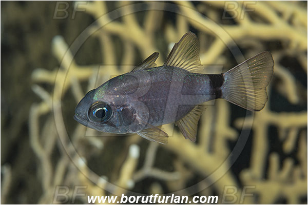 Marsa Shagra, Marsa Alam, Egypt, Red sea, Nectamia annularis, Nectamia, Apogonidae, Ringtail Cardinalfish, Cardinalfish, Fish